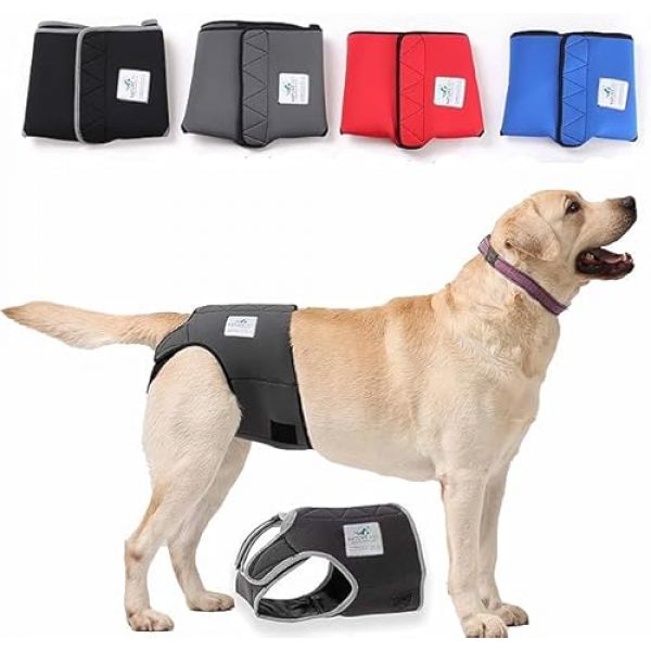 Läufigkeitshose von Nature Pet – auch für große Hunde wie den Ridgeback