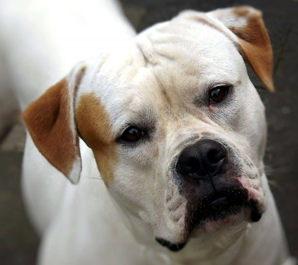 American Bulldog 03