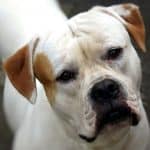 American Bulldog 03