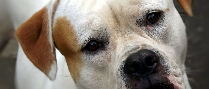 American Bulldog 03