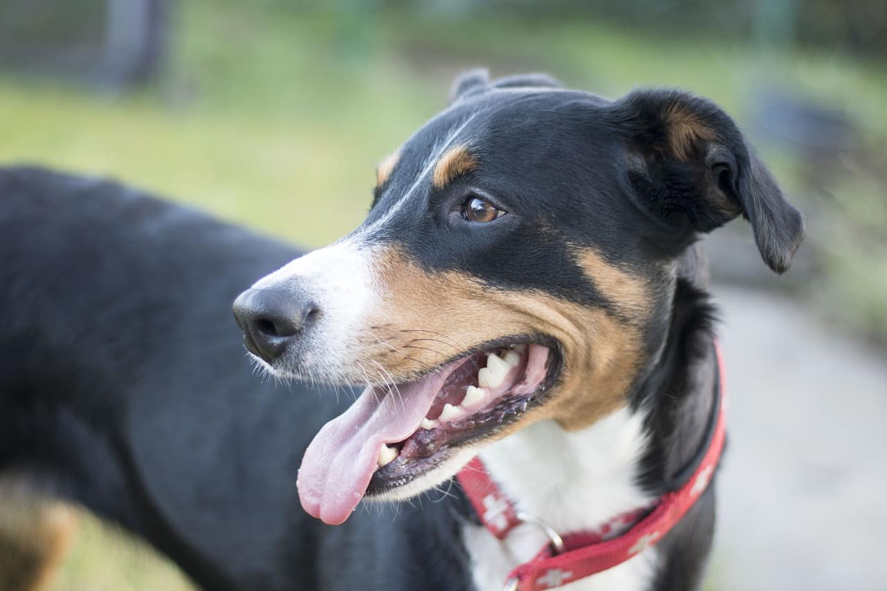 Appenzeller Sennenhund ☀️ » Rasseportrait, Wesen / Charakter, Züchter