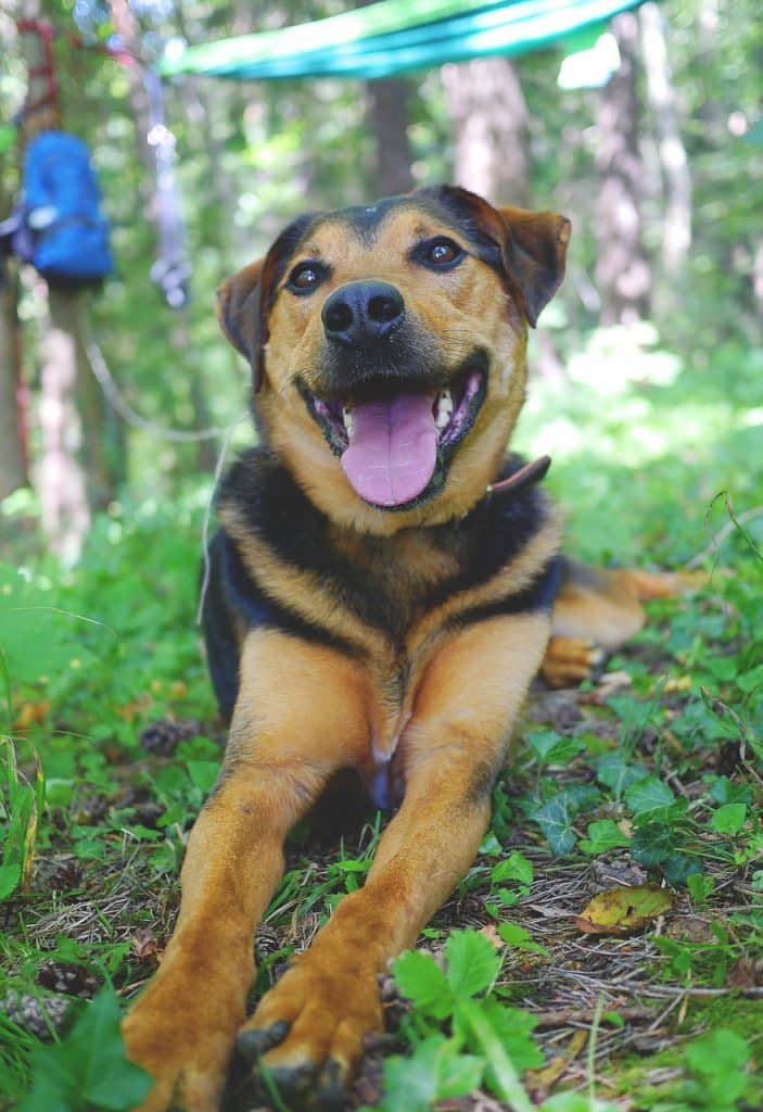 Appenzeller Sennenhund Rasseportrait Wesen Charakter Zuchter