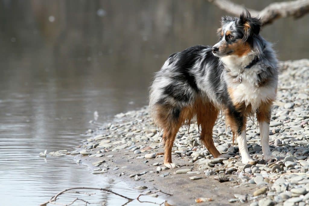 Australian Shepherd 01