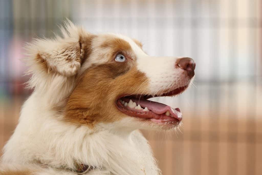 Australian Shepherd 02