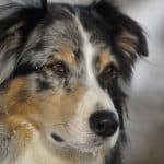 Australian Shepherd 04