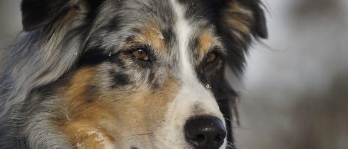 Australian Shepherd 04