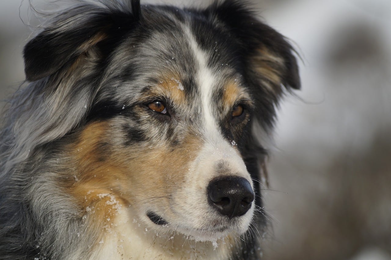 Australian Shepherd: Rasseportrait, Wesen / Charakter ...