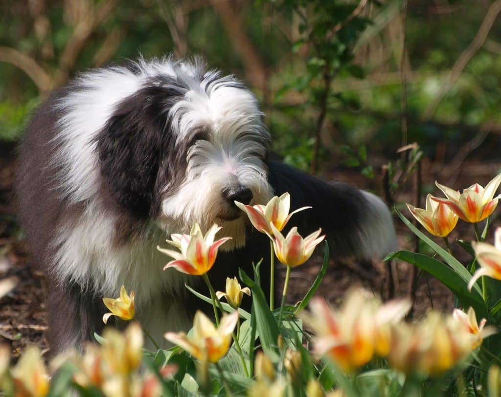 Bearded Collie 01