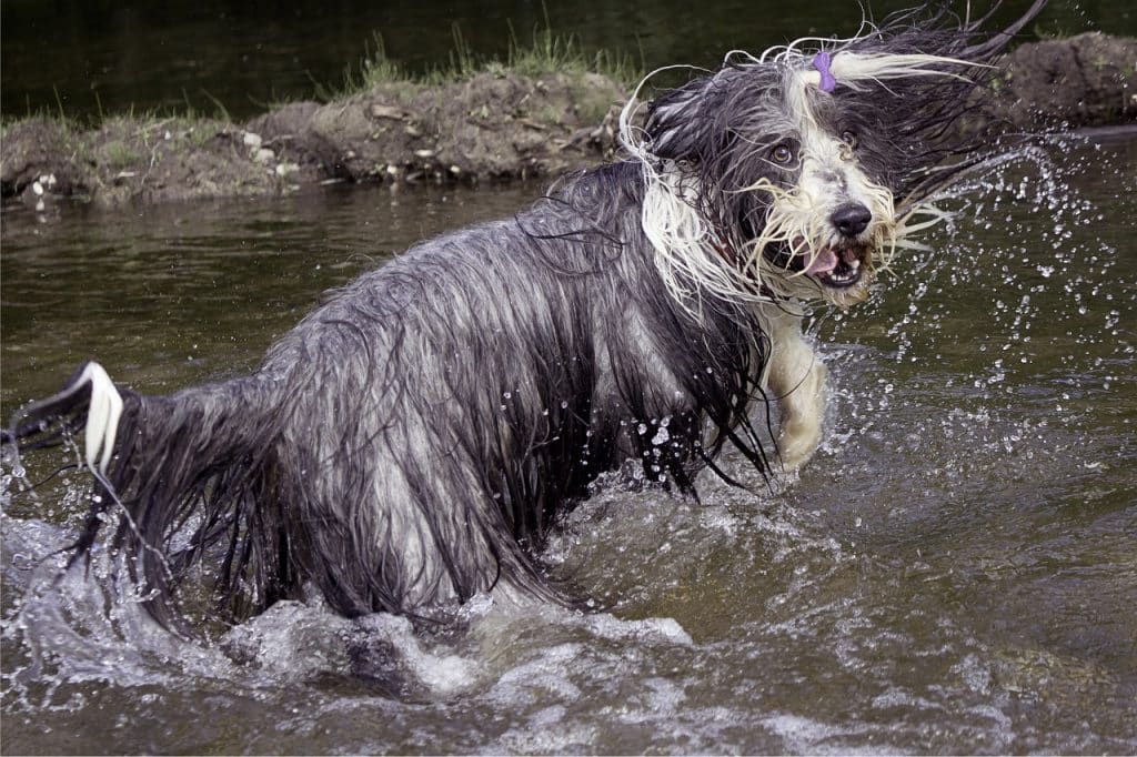 Bearded Collie 02