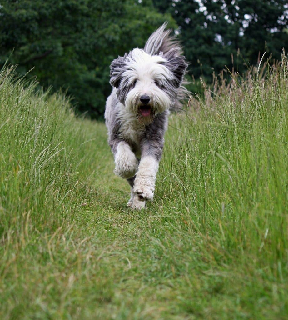 Bearded Collie 03