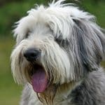 Bearded Collie 04