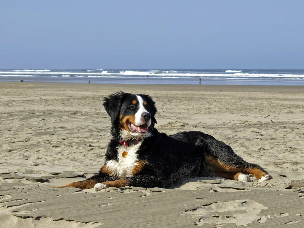 Berner Sennenhund 01