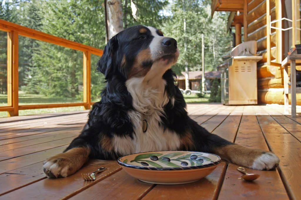 Berner Sennenhund 03