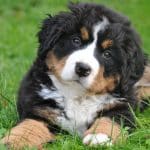 Berner Sennenhund 04