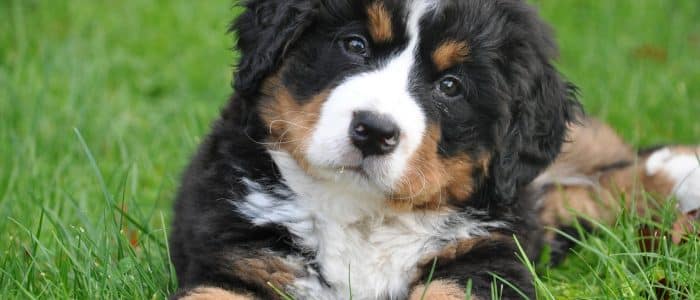 Berner Sennenhund 04