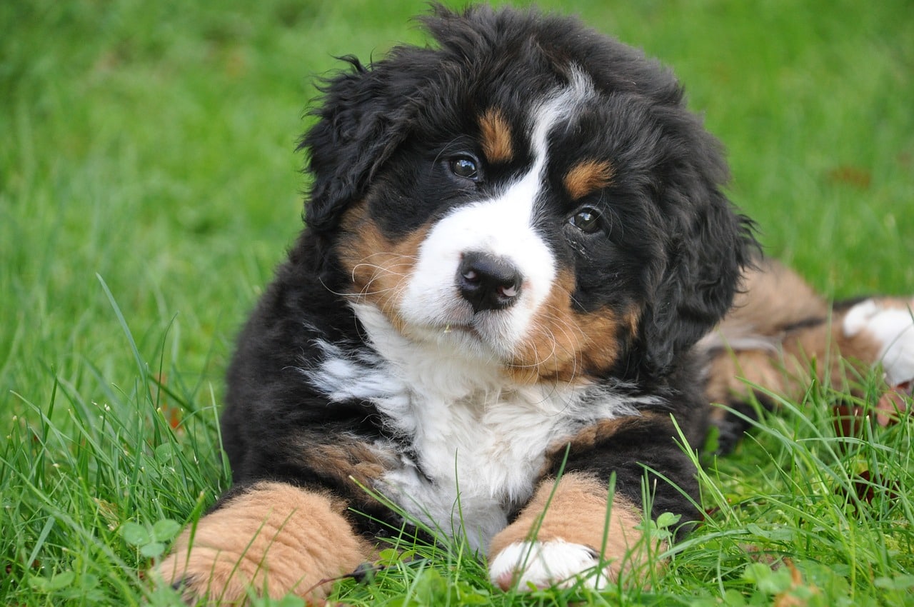 Berner-Sennenhund-04.jpg