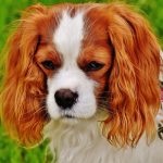 Cavalier King Charles Spaniel 01