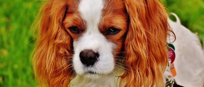 Cavalier King Charles Spaniel 01