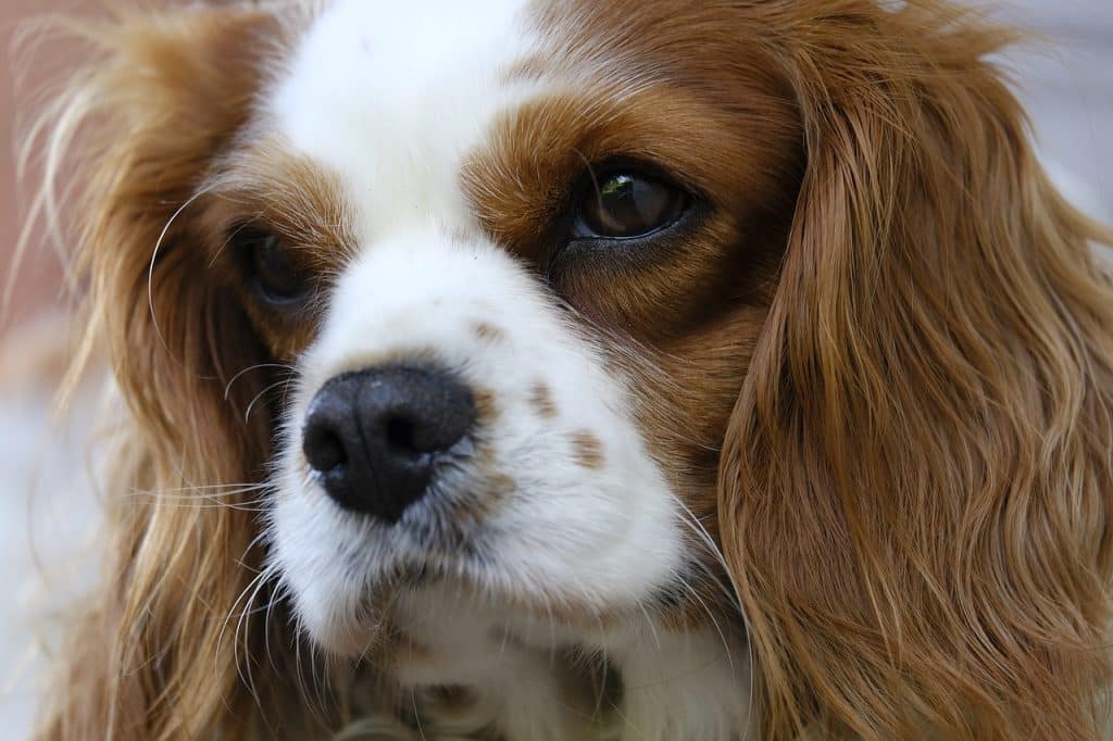 Cavalier King Charles Spaniel 02