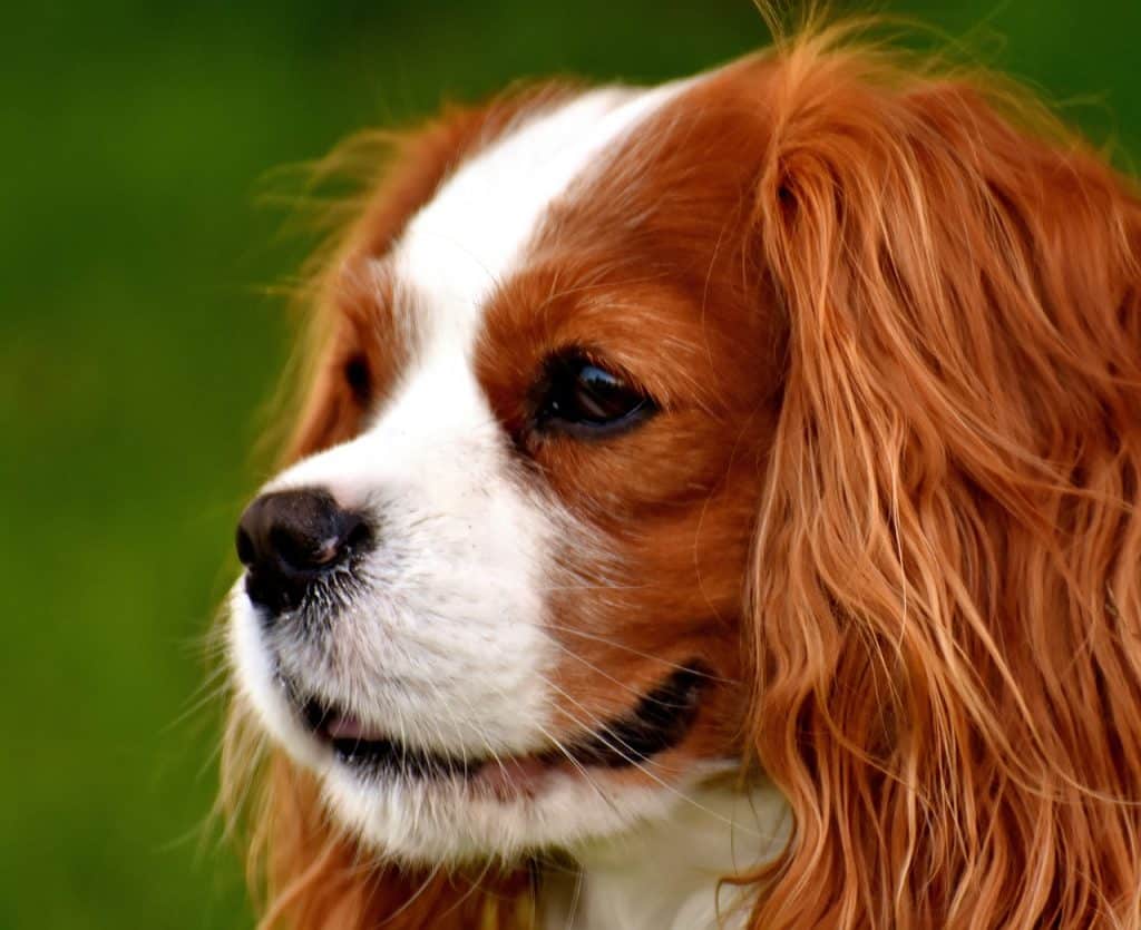 Cavalier King Charles Spaniel 03