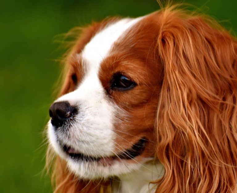 Cavalier King Charles Spaniel ☀️ » Rasseportrait, Wesen / Charakter, Züchter