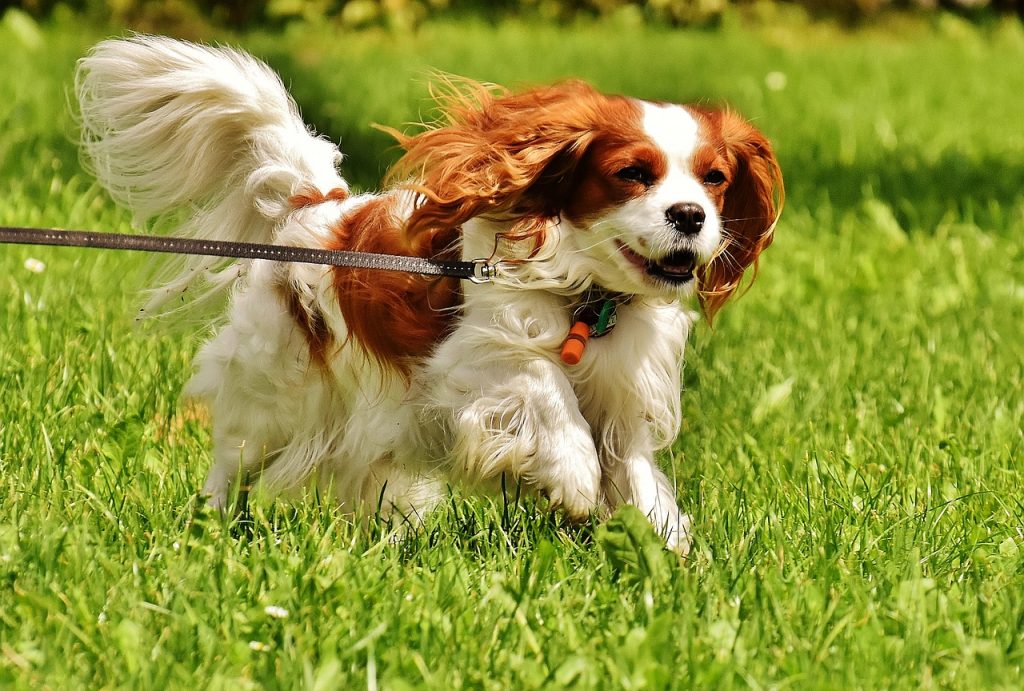 Cavalier King Charles Spaniel 04