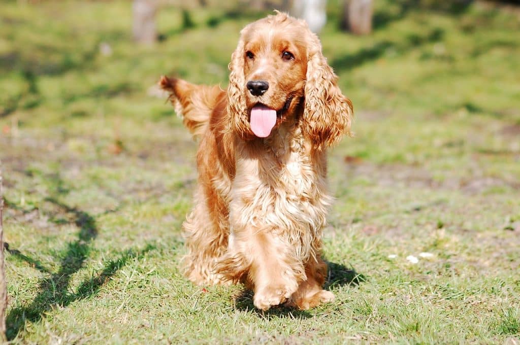 Cocker Spaniel 02