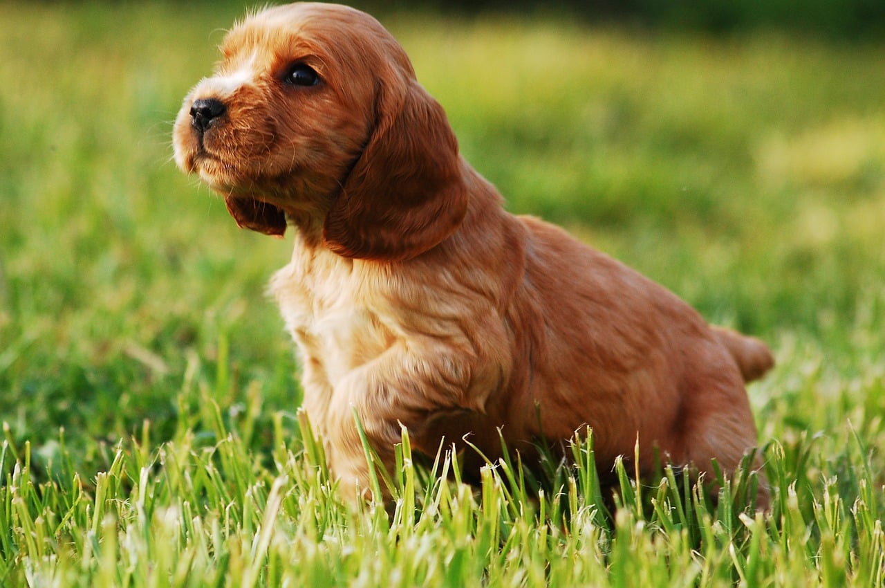 Cocker Spaniel ☀️ » Rasseportrait, Wesen / Charakter, Züchter