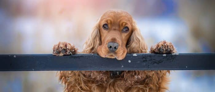 Cocker Spaniel 04