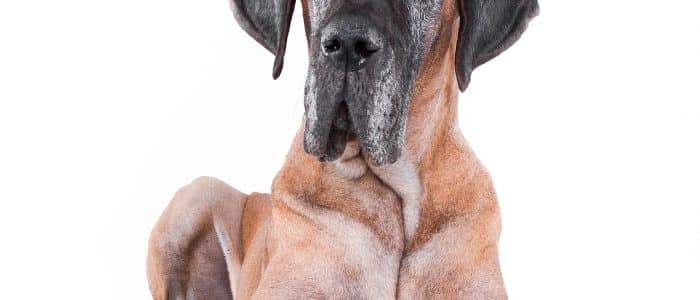 Deutsche Dogge 01
