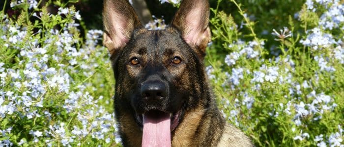 Deutscher Schäferhund 01