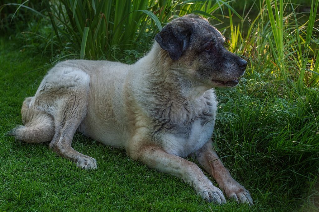 Kangal 01