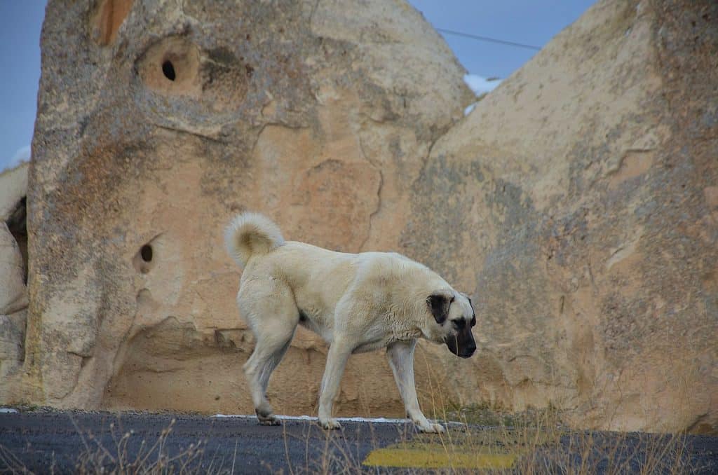 Kangal 02