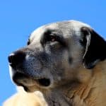 Kangal 04