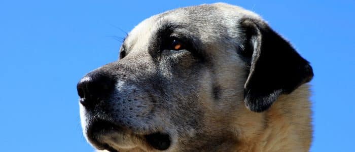 Kangal 04