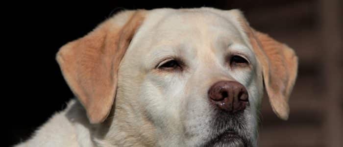 Labrador Retriever