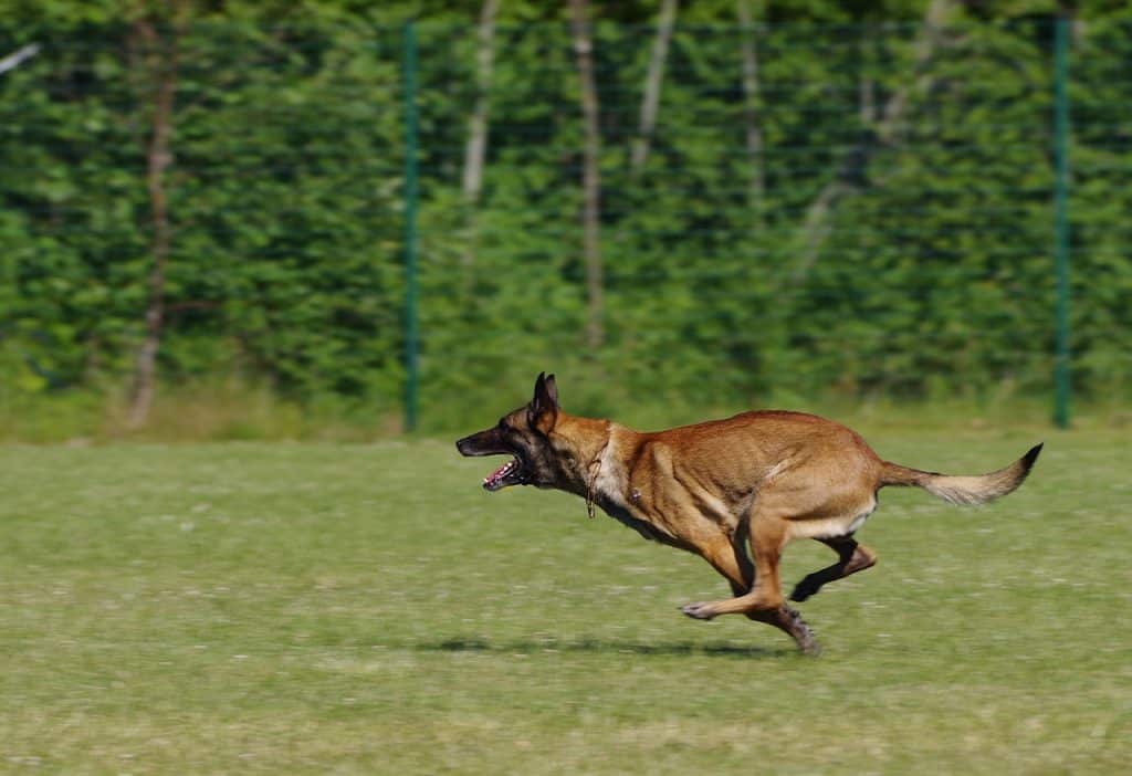 Malinois 01