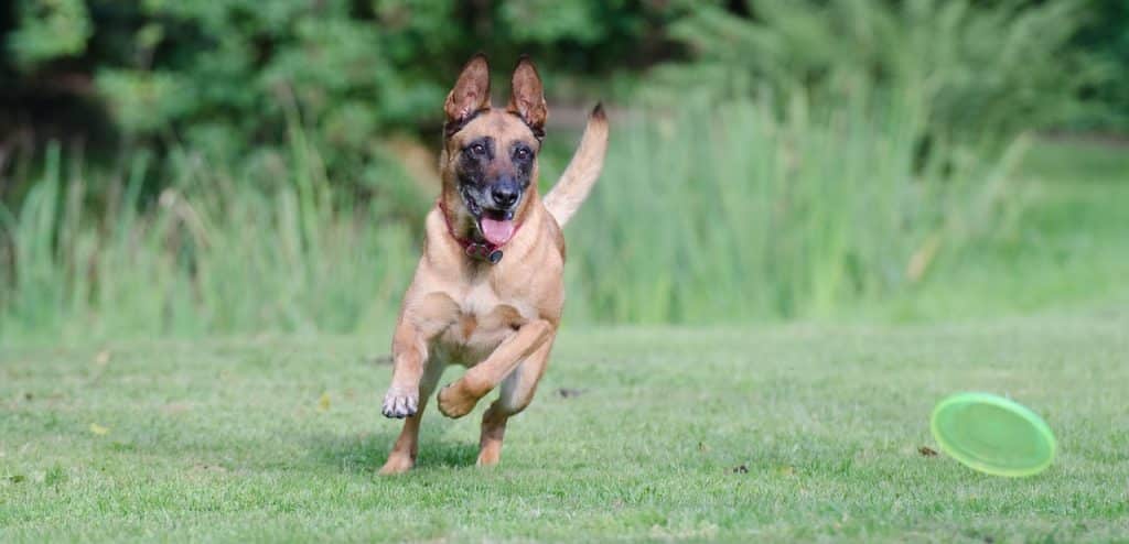 Malinois 02