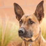 Malinois 03