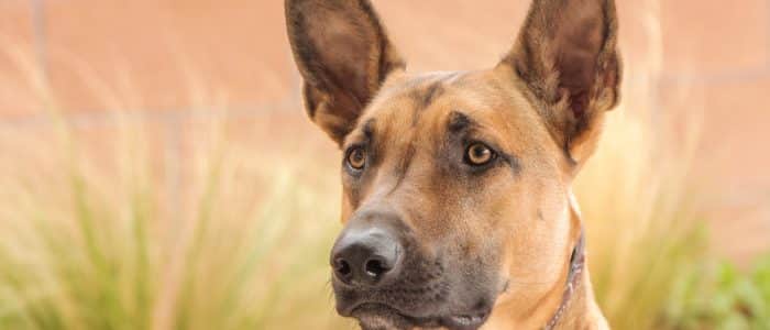 Malinois 03