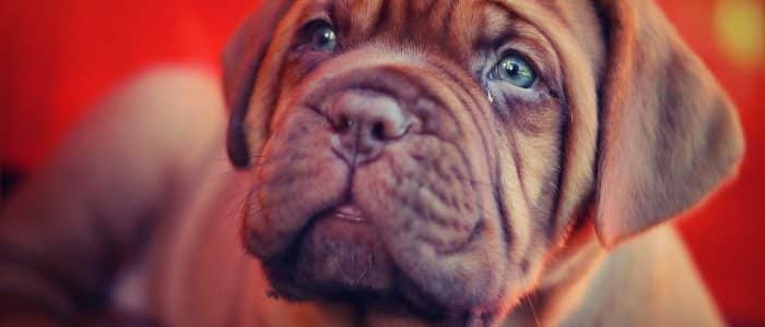 Mastiff 01