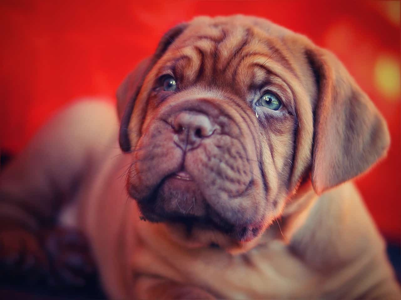 Mastiff Rasseportrait Wesen Charakter Zuchter