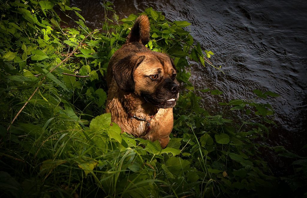 Puggle: Rasseportrait, Wesen / Charakter, Züchter