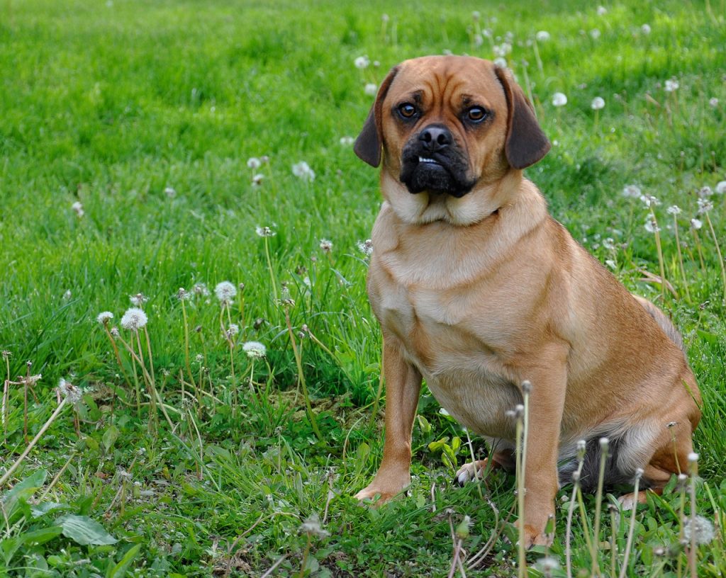 Puggle 03