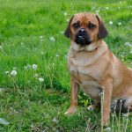 Puggle 03