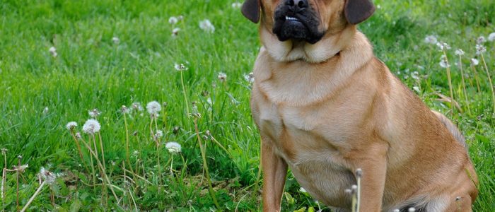 Puggle 03