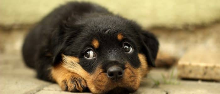 Rottweiler 01