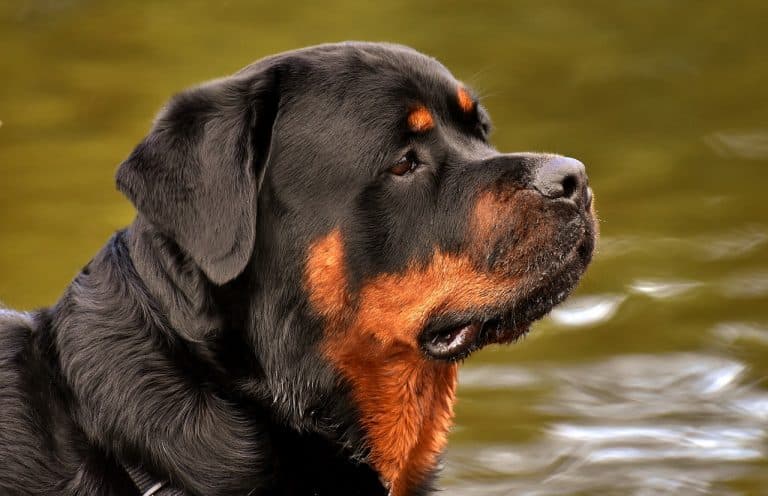 Rottweiler ☀️ » Rasseportrait, Wesen / Charakter, Züchter