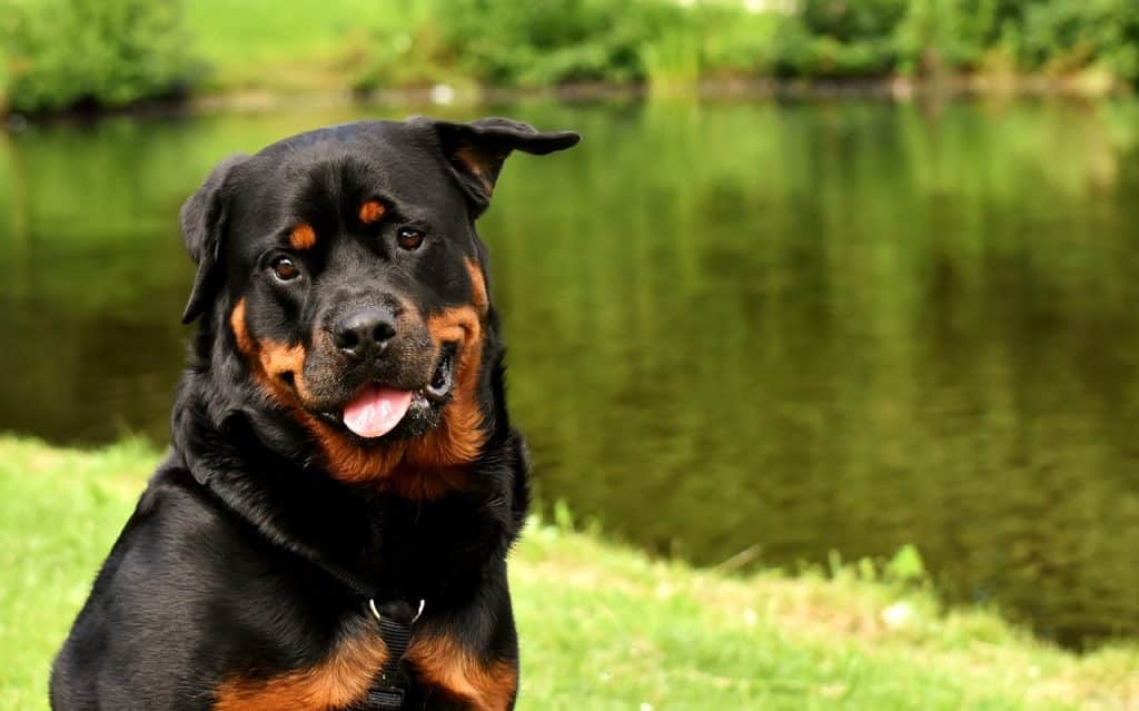 Rottweiler 03