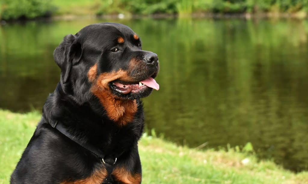 Rottweiler 04